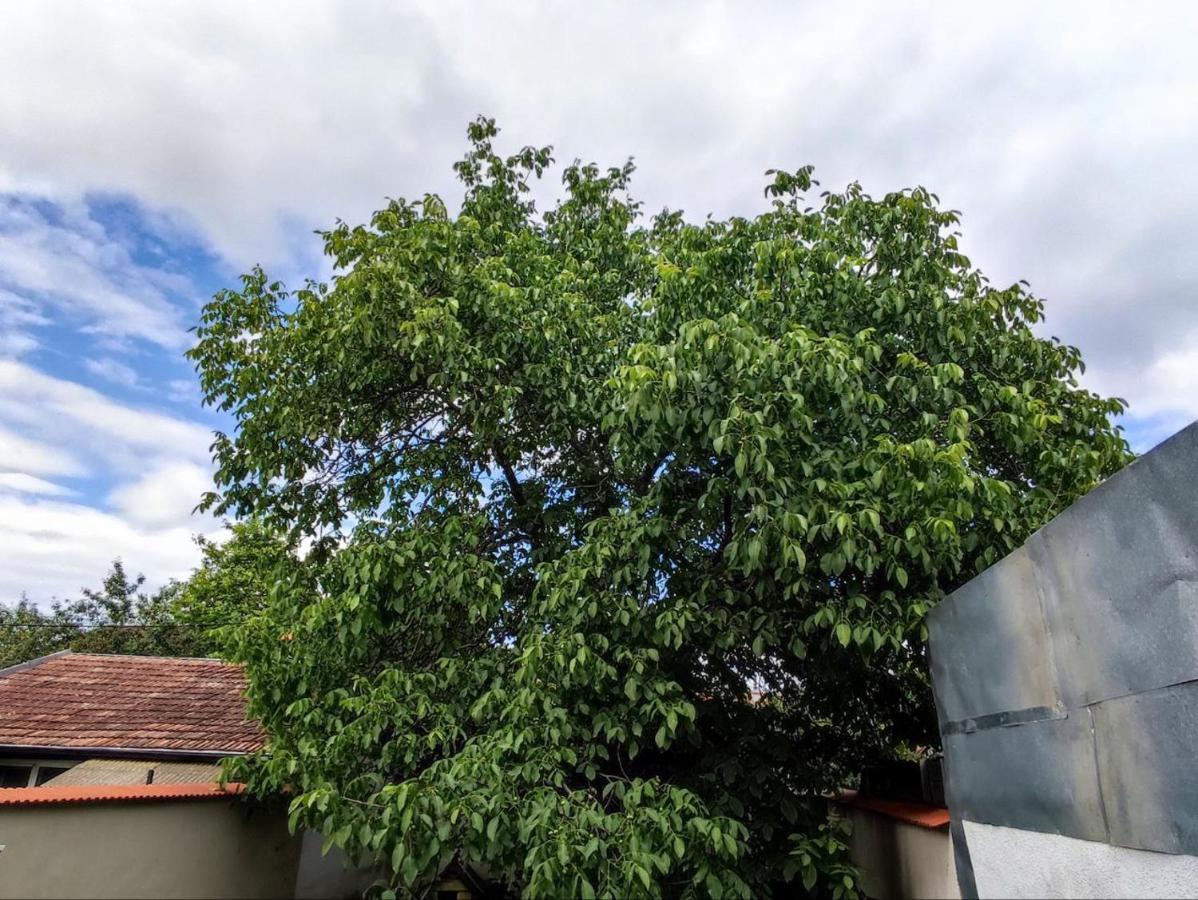 Limon Studios Braşov Exteriör bild